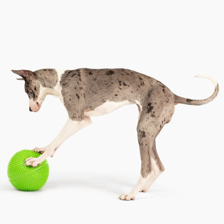 Giant Tuff Roller - 12" Herding Ball