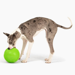 Giant Tuff Roller - 12" Herding Ball